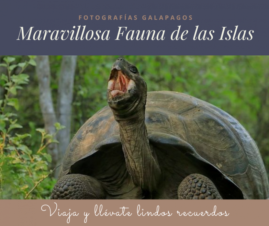 Islas Galápagos, Ecuador, Galápagos, Santa Cruz | Lugares Turísticos y  emprendimientos en Ecuador